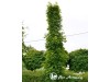 Klevas paprastasis  ,Warmia' (lot. Acer platanoides) 